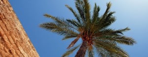 Palma de Mallorca: Palm Tree