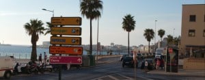 Cadiz: Palm trees