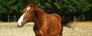 French and Horse Riding Aix en Provence